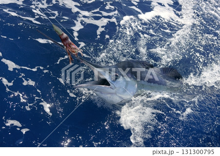 Beautiful white marlin real billfish sport fishing 131300795