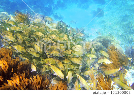 Caribbean reef Grunt fish school Mayan Riviera 131300802