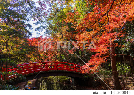 紅葉に彩られた北野天満宮の赤い橋 131300849