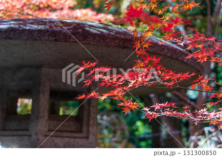 紅葉に彩られた北野天満宮の石灯籠 131300850