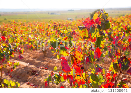 Autumn golden red vineyards in Utiel Requena Autumn golden red vineyards in Utiel Requena 131300941