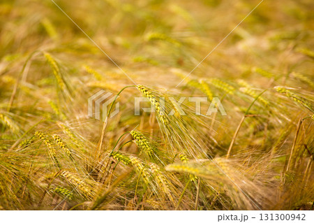 Menorca golden wheat fields in Ciutadella 131300942