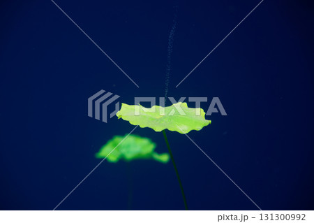 Cenote sinkhole waterplants in Riviera Maya 131300992