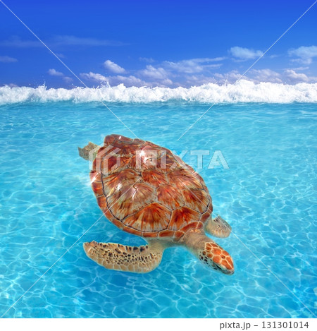 Green sea Turtle Chelonia mydas  Caribbean 131301014