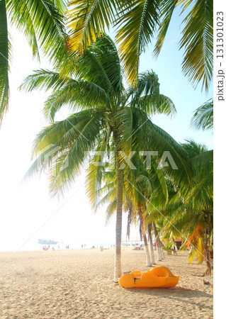 Isla Mujeres north beach tropical coconut Palm trees 131301023
