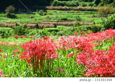 彼岸花とはさがけ 131301308