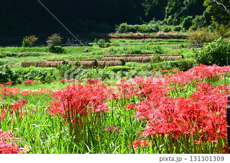 彼岸花とはさがけ 彼岸花とはさがけ 131301309