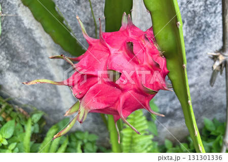 A close-up of a dragonfruit on a branch, a healthy dietary fruit 131301336