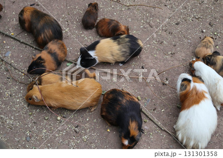 Guinea pigs (Caviidae) Guinea pigs (Caviidae) 131301358