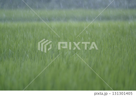雨の中の田んぼ、風に揺れる稲	 131301405