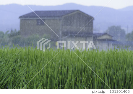 雨の中の田んぼ、風に揺れる稲	 131301406