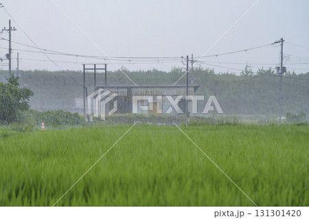 雨の中の田んぼ、風に揺れる稲	 131301420
