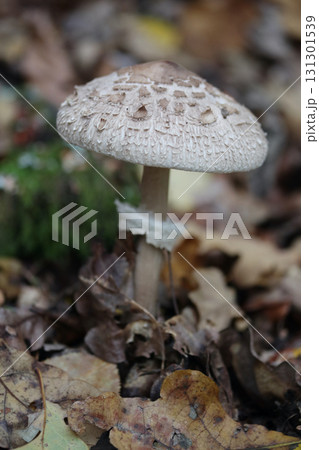 Macrolepiota procera   (Macrolepiota procera) 131301539