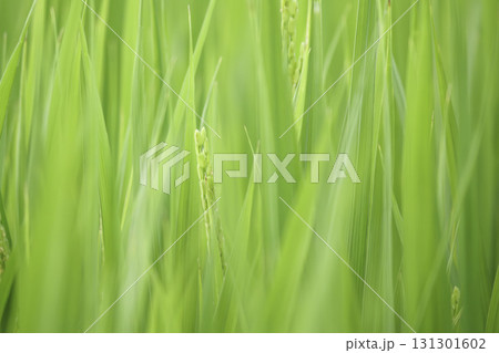 緑の田んぼに育つ稲穂	 131301602