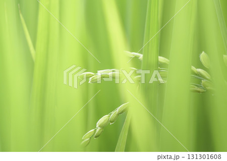 緑の田んぼに育つ稲穂 緑の田んぼに育つ稲穂 131301608