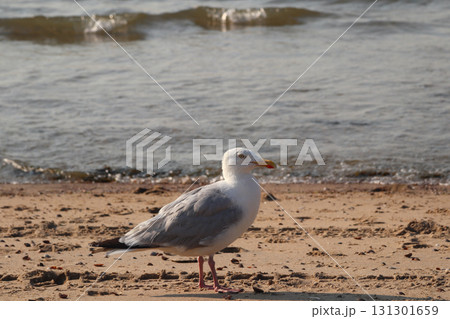 European herring gull (Larus argentatus) European herring gull (Larus argentatus) 131301659