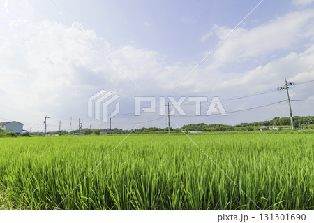 緑の田んぼ、日本の田舎町、夏、空、雲 緑の田んぼ、日本の田舎町、夏、空、雲 131301690