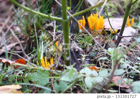 Calocera viscosa   (Calocera viscosa) 131301727