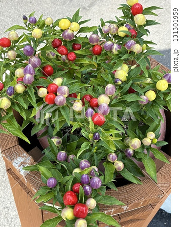 クチバシピーマン クチバシピーマン 131301959