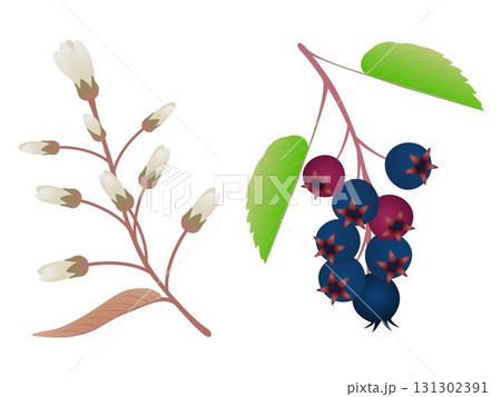 Branches of irgi with fruits and flowers on a white background. Branches of irgi with fruits and flowers on a white background. 131302391
