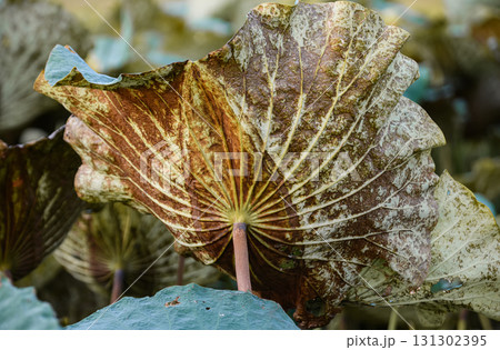 Close-up of a dried lotus leaf showing natural texture and veins. 131302395