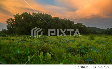 Evening sunset over a lush green field with trees in the background. Evening sunset over a lush green field with trees in the background. 131302399