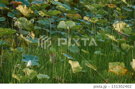 Flooded rice field reflecting the blue sky and clouds. Flooded rice field reflecting the blue sky and clouds. 131302402