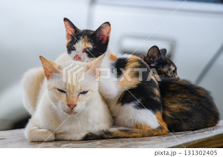 Group of stray cats resting together outdoors. 131302405