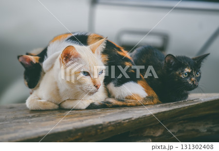 Stray cat lying on the ground resting outdoors. 131302408