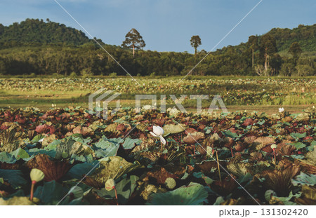 Untamed lotus pond with wide field and natural landscape. 131302420