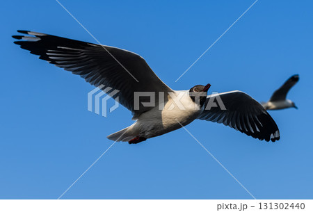 Migratory seagull flying with wings spread in blue sky. 131302440