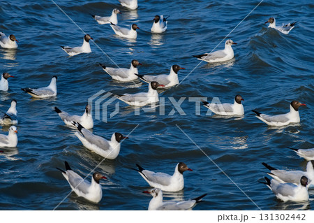 Flock of migratory seagulls floating on blue sea water. 131302442