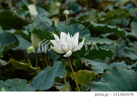 Sunlit white lotus blooming above pond leaves. 131302476