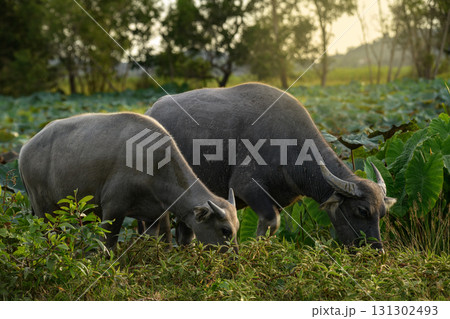 Two Thai water buffalo grazing together in field. 131302493