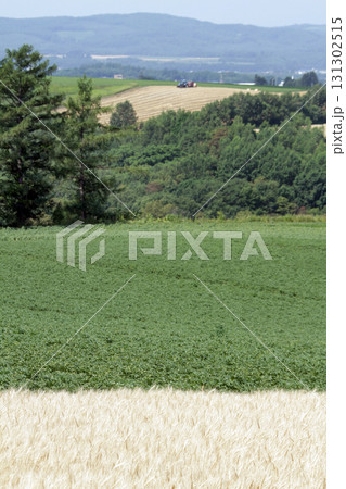 オホーツクエリア丘陵地帯　オホーツク丘陵地帯　田園風景 131302515