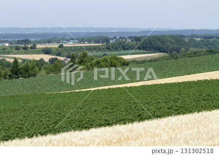 オホーツクエリア丘陵地帯　オホーツク丘陵地帯　田園風景 131302518