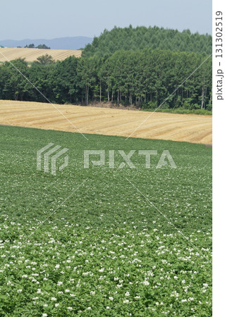オホーツクエリア丘陵地帯　オホーツク丘陵地帯　田園風景 131302519