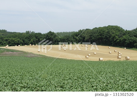 オホーツクエリア丘陵地帯 オホーツク丘陵地帯 田園風景 オホーツクエリア丘陵地帯 オホーツク丘陵地帯 田園風景 131302520