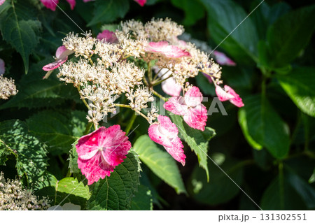 Pink and white hydrangea flowers blooming in garden with green leaves Pink and white hydrangea flowers blooming in garden with green leaves 131302551