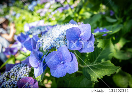 Blue hydrangea flowers blooming outdoors in garden with green leaves 131302552