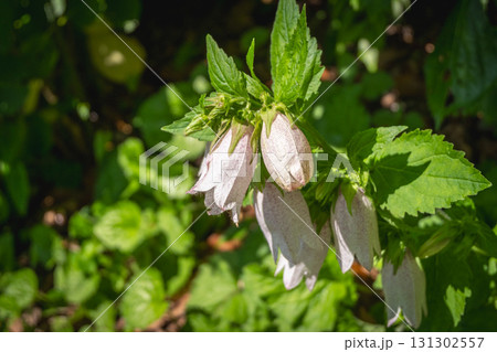 White bell flowers blooming in green garden natural outdoor setting 131302557