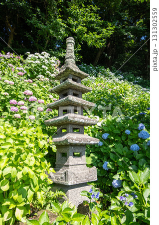 Stone pagoda surrounded by hydrangea flowers in a lush garden 131302559