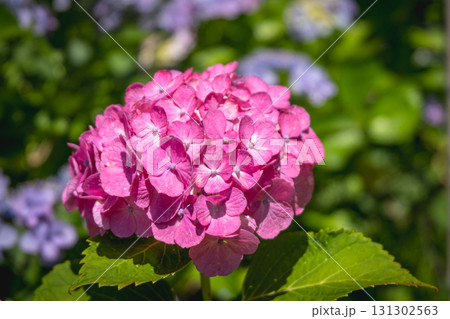 Pink hydrangea flower blooming in garden with green leaves and blurred background 131302563