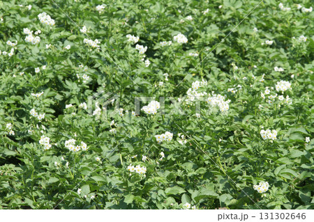ジャガイモの花 じゃがいもの花 ジャガイモ畑 じゃがいも畑 馬鈴薯畑 ジャガイモの花 じゃがいもの花 ジャガイモ畑 じゃがいも畑 馬鈴薯畑 131302646