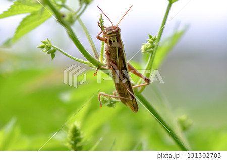 ツチイナゴ 131302703