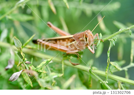 ツチイナゴ 131302706