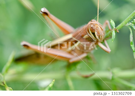 ツチイナゴ 131302709