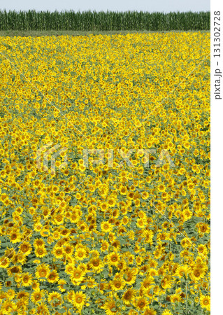 ひまわり畑　オホーツク地方ひまわり畑　向日葵畑　ひまわり　向日葵 131302728