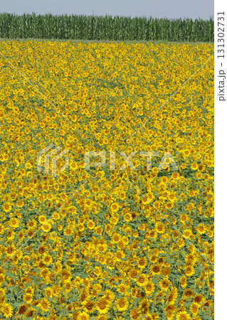 ひまわり畑　オホーツク地方ひまわり畑　向日葵畑　ひまわり　向日葵 131302731