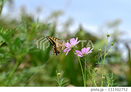 コスモスの蜜を吸うキアゲハ 131302752
